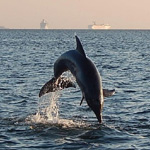 TampaBayTourist.com
